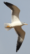 1cy fuscus in August, ringed in Finland. (81365 bytes)